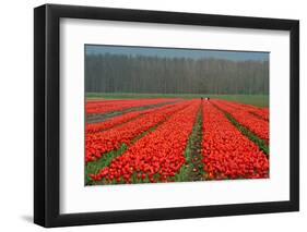 Cultivation of Flower Bulbs in Spring-Jan Marijs-Framed Photographic Print