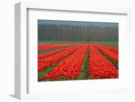 Cultivation of Flower Bulbs in Spring-Jan Marijs-Framed Photographic Print