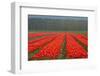 Cultivation of Flower Bulbs in Spring-Jan Marijs-Framed Photographic Print