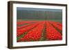 Cultivation of Flower Bulbs in Spring-Jan Marijs-Framed Photographic Print