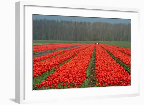 Cultivation of Flower Bulbs in Spring-Jan Marijs-Framed Photographic Print