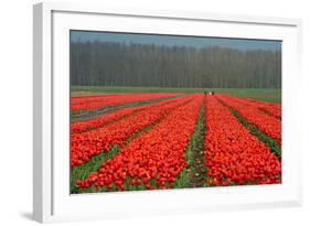 Cultivation of Flower Bulbs in Spring-Jan Marijs-Framed Photographic Print