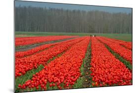 Cultivation of Flower Bulbs in Spring-Jan Marijs-Mounted Photographic Print