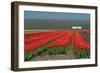 Cultivation of Flower Bulbs in Spring-Jan Marijs-Framed Photographic Print