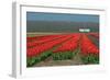 Cultivation of Flower Bulbs in Spring-Jan Marijs-Framed Photographic Print