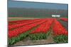 Cultivation of Flower Bulbs in Spring-Jan Marijs-Mounted Photographic Print