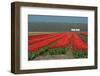 Cultivation of Flower Bulbs in Spring-Jan Marijs-Framed Photographic Print