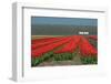 Cultivation of Flower Bulbs in Spring-Jan Marijs-Framed Photographic Print