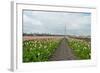 Cultivation of Flower Bulbs in Spring-Jan Marijs-Framed Photographic Print