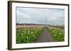 Cultivation of Flower Bulbs in Spring-Jan Marijs-Framed Photographic Print