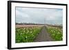 Cultivation of Flower Bulbs in Spring-Jan Marijs-Framed Photographic Print