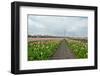 Cultivation of Flower Bulbs in Spring-Jan Marijs-Framed Photographic Print