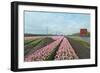 Cultivation of Flower Bulbs in Spring-Jan Marijs-Framed Photographic Print