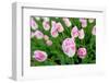 Cultivation of Flower Bulbs in Spring-Jan Marijs-Framed Photographic Print