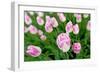 Cultivation of Flower Bulbs in Spring-Jan Marijs-Framed Photographic Print