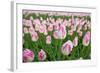 Cultivation of Flower Bulbs in Spring-Jan Marijs-Framed Photographic Print