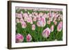 Cultivation of Flower Bulbs in Spring-Jan Marijs-Framed Photographic Print