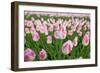 Cultivation of Flower Bulbs in Spring-Jan Marijs-Framed Photographic Print