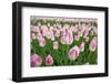 Cultivation of Flower Bulbs in Spring-Jan Marijs-Framed Photographic Print