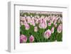 Cultivation of Flower Bulbs in Spring-Jan Marijs-Framed Photographic Print