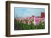 Cultivation of Flower Bulbs in Spring-Jan Marijs-Framed Photographic Print