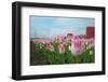 Cultivation of Flower Bulbs in Spring-Jan Marijs-Framed Photographic Print