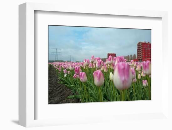 Cultivation of Flower Bulbs in Spring-Jan Marijs-Framed Photographic Print