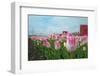 Cultivation of Flower Bulbs in Spring-Jan Marijs-Framed Photographic Print