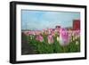 Cultivation of Flower Bulbs in Spring-Jan Marijs-Framed Photographic Print