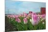 Cultivation of Flower Bulbs in Spring-Jan Marijs-Mounted Photographic Print