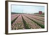 Cultivation of Flower Bulbs in Spring-Jan Marijs-Framed Photographic Print