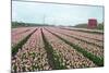 Cultivation of Flower Bulbs in Spring-Jan Marijs-Mounted Photographic Print