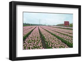 Cultivation of Flower Bulbs in Spring-Jan Marijs-Framed Photographic Print