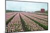 Cultivation of Flower Bulbs in Spring-Jan Marijs-Mounted Photographic Print