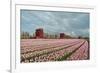 Cultivation of Flower Bulbs in Spring-Jan Marijs-Framed Photographic Print