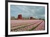 Cultivation of Flower Bulbs in Spring-Jan Marijs-Framed Photographic Print