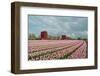 Cultivation of Flower Bulbs in Spring-Jan Marijs-Framed Photographic Print