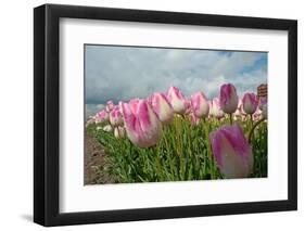 Cultivation of Flower Bulbs in Spring-Jan Marijs-Framed Photographic Print