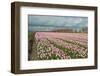 Cultivation of Flower Bulbs in Spring-Jan Marijs-Framed Photographic Print