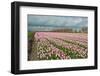 Cultivation of Flower Bulbs in Spring-Jan Marijs-Framed Photographic Print