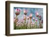 Cultivation of Flower Bulbs in Spring-Jan Marijs-Framed Photographic Print