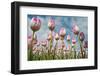 Cultivation of Flower Bulbs in Spring-Jan Marijs-Framed Photographic Print