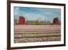 Cultivation of Flower Bulbs in Spring-Jan Marijs-Framed Photographic Print