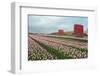 Cultivation of Flower Bulbs in Spring-Jan Marijs-Framed Photographic Print