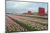 Cultivation of Flower Bulbs in Spring-Jan Marijs-Mounted Photographic Print