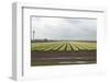 Cultivation of Flower Bulbs in Spring-Jan Marijs-Framed Photographic Print