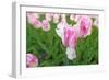 Cultivation of Flower Bulbs in Spring-Jan Marijs-Framed Photographic Print