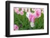 Cultivation of Flower Bulbs in Spring-Jan Marijs-Framed Photographic Print