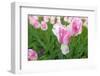 Cultivation of Flower Bulbs in Spring-Jan Marijs-Framed Photographic Print