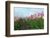 Cultivation of Flower Bulbs in Spring-Jan Marijs-Framed Photographic Print